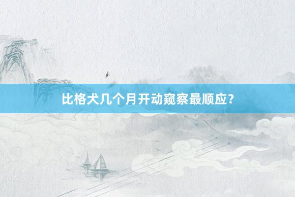 比格犬几个月开动窥察最顺应？